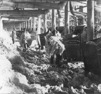 Men opening bales of cotton at the
 White Oak Mill in Greensboro, North Carolina, 1907